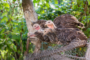 Group of turkey breed sitting on an old fence. Authentic farm series. © Garmon