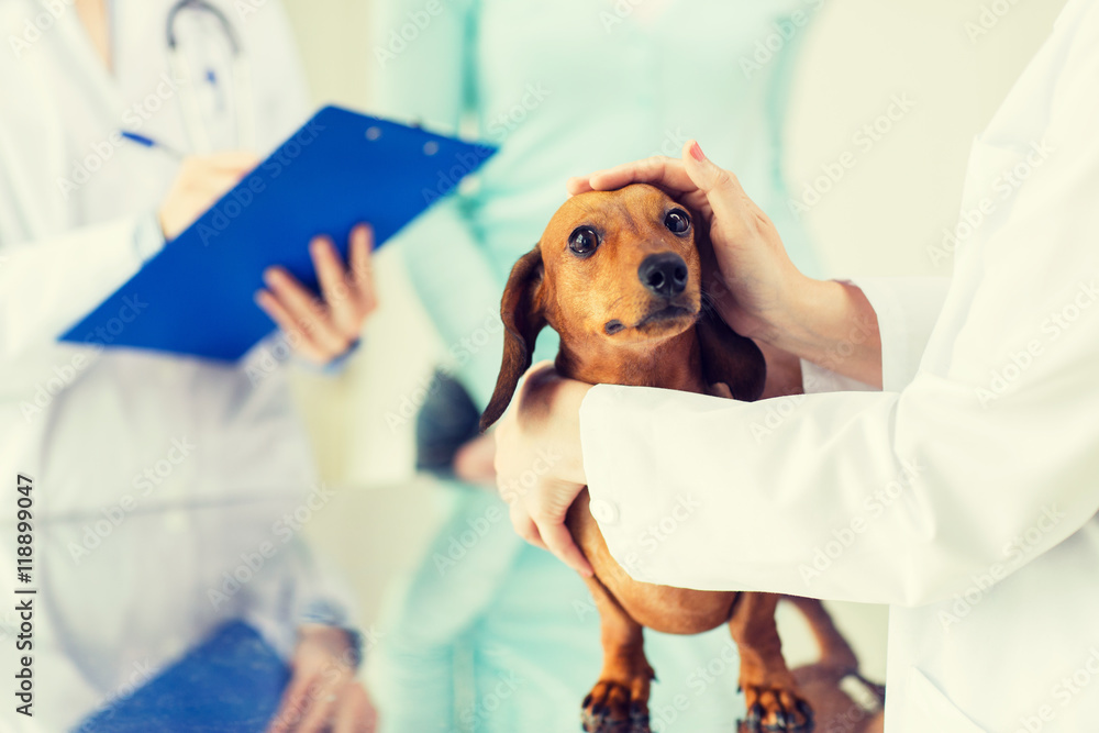 Poster close up of vet with dachshund dog at clinic