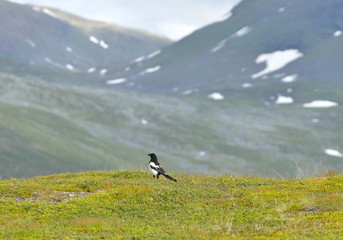 Fototapeta premium Eurasian magpie (Pica pica) in mountains of northern Norway