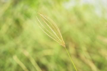 single wheat grass on blur background