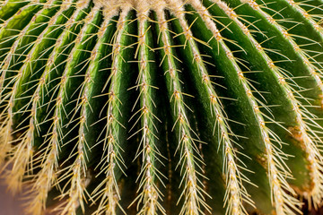 natural photo, cactus in the hot weather