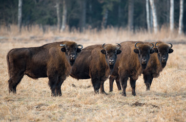 A herd of aurochs.Four large bison on the forest background.Belarus, Bialowieza Forest Reserve