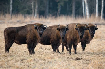 Tuinposter Een kudde oeros Vier grote bizons op de bosachtergrond Wit-Rusland, Bialowieza Forest Reserve © Vlad Sokolovsky