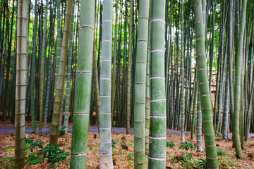 Background image of big bamboo