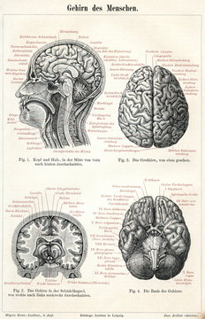 Human brain (from Meyers Lexikon, 1895, 7 vol.)