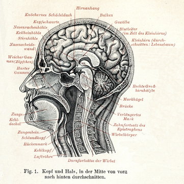 Human brain (from Meyers Lexikon, 1895, 7 vol.)