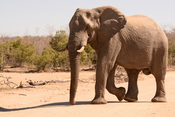 Lone African bull elephant strolling peacefully across the road to drink at the nearby waterhole 