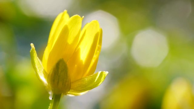 Gelbe Bl&uuml;te von Scharbockskraut, Ficaria verna