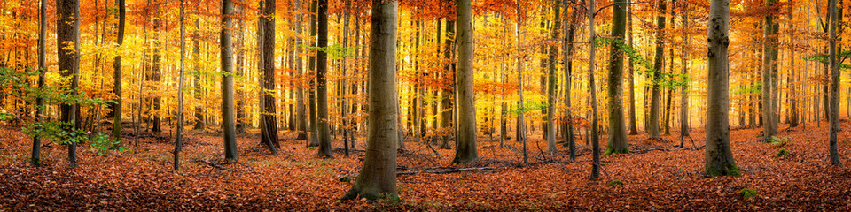 Fototapeta na wymiar Wald im Herbst Panorama Hintergrund
