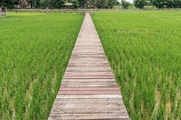 Fototapeta na wymiar Wooden Pathway in paddy field
