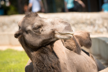 Camel in captivity