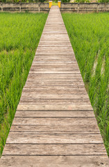 Wooden Pathway in paddy field