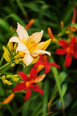 Yellow and red daylilies on a green background