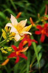 Fototapeta premium Yellow and red daylilies on a green background