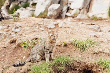 Striped cat sitting outside on rocky ground