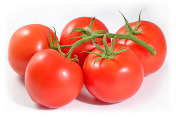 Ripe tomatoes branch on a white