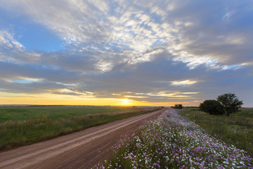 Golden sunset and cosmos flowers