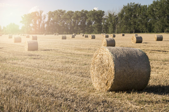 Strohballe Feld (Erntezeit)