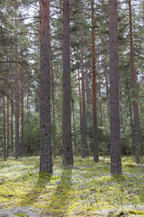 Obraz premium Green forest. White moss. Shrub.