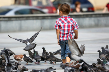 boy walks near the flocks of pigeons
