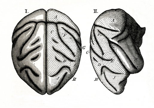 Sensory areas of monkey brain (from Meyers Lexikon, 1895, 7 vol.)
