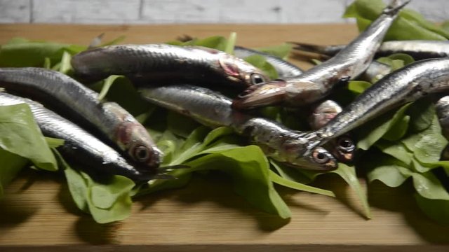 C&aacute; cơm ch&acirc;u &Acirc;u Engraulis encrasicolus Alici Sardela europejska European anchovy