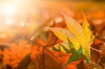 Kanadischer Amberbaum, Indian Summer leuchtend buntes Herbstlaub, Liquidambar, Farbrausch
