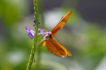 Animals: Orange butterfly on a flower