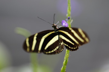 Animals: Heliconius charitonia zebra butterfly