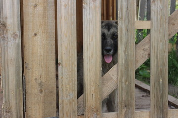 Деревенская собака за забором.
