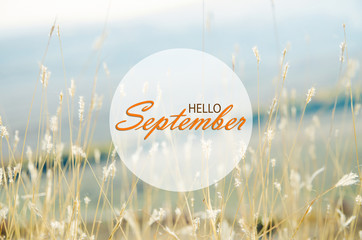 Hello September wallpaper, autumn background with dried plants - obrazy, fototapety, plakaty