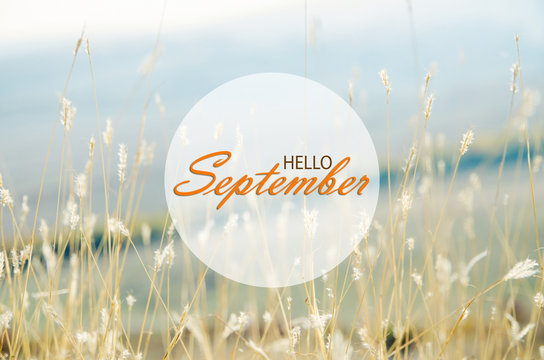 Hello September wallpaper, autumn background with dried plants