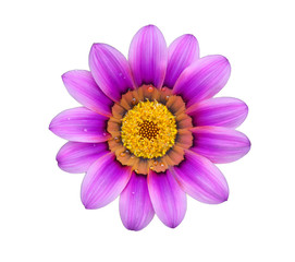 Flower on isolate background