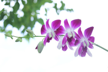 Fototapeta na wymiar White and violet orchid flower