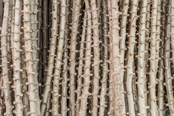 Trunks of Manihot esculenta. This plant is commonly called Cassava.