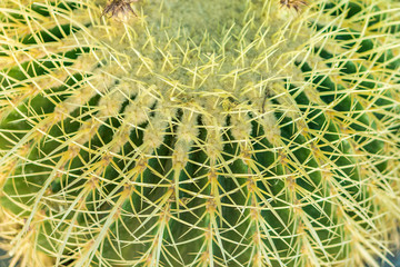 Closeup of Cactus stem showing sharp spines. They are produced from specialized structures called areoles.