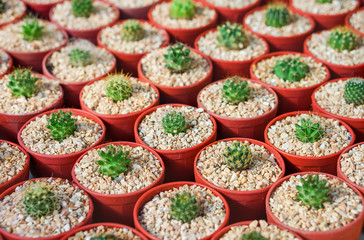 Small flowerpots of Cactus plants. They are for sale in Thailand.