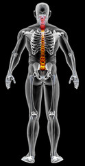 man's body under X-rays. spine bones are highlighted in red. 3D illustration.
