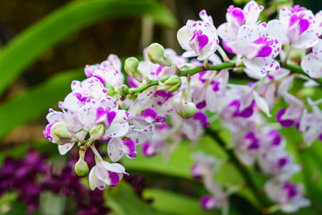 The inflorescence of Rhynchostylis gigantea (Lindl.) Ridl. The flowers is an Asia orchid plant in Thailand.