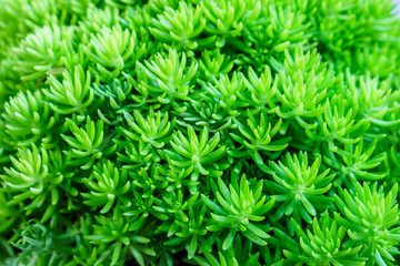 Closeup shot of  Crassula. It is a genus of succulent plants.