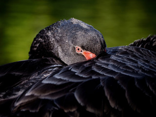 Black Swan
