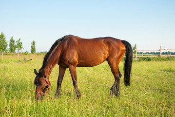 Brown horse grazing on the meadow