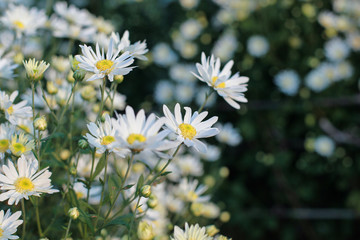 Daisies in Vietnam