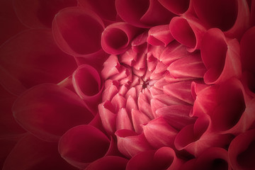 Red flower petals, close up and macro of chrysanthemum, beautiful abstract background
