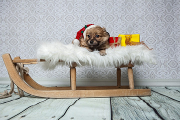 Welpe möchte Schlitten fahren