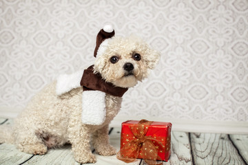 Hund vor dem Geschenk