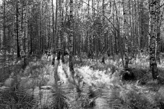 Fototapeta Birch forest