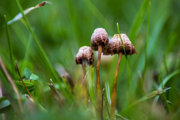 Three mushrooms