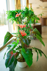 beautiful decorative flower