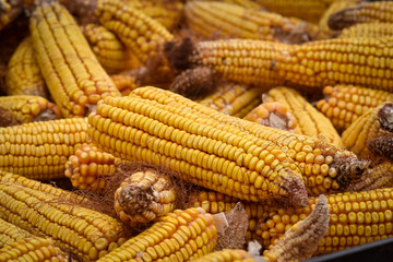 Ears of sweet corn, after manual cleaning
